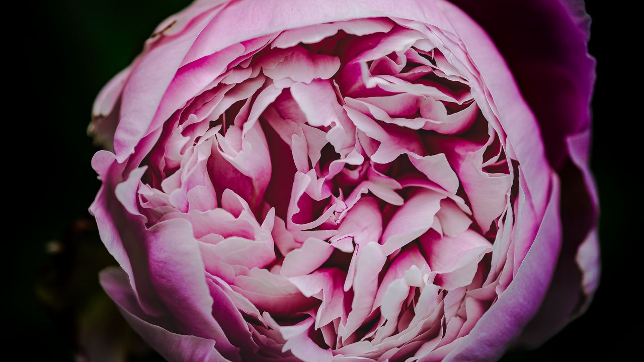 Wallpaper peony, bud, petals, flowers, pink, macro