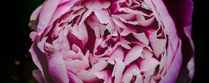 Preview wallpaper peony, bud, petals, flowers, pink, macro