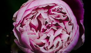 Preview wallpaper peony, bud, petals, flowers, pink, macro