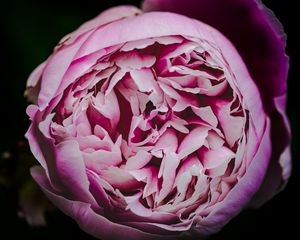 Preview wallpaper peony, bud, petals, flowers, pink, macro