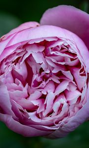 Preview wallpaper peony, bud, petals, flower, pink, blur