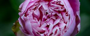 Preview wallpaper peony, bud, petals, flower, pink, blur