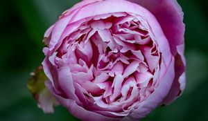 Preview wallpaper peony, bud, petals, flower, pink, blur