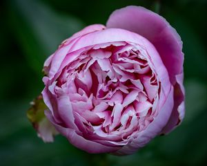 Preview wallpaper peony, bud, petals, flower, pink, blur