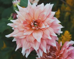 Preview wallpaper peony, bud, petals