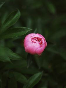 Preview wallpaper peony, bud, pink, macro, closeup