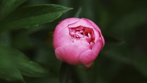 Preview wallpaper peony, bud, pink, macro, closeup