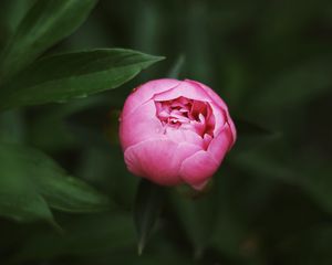 Preview wallpaper peony, bud, pink, macro, closeup