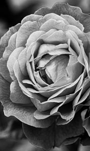 Preview wallpaper peony, flower, black and white