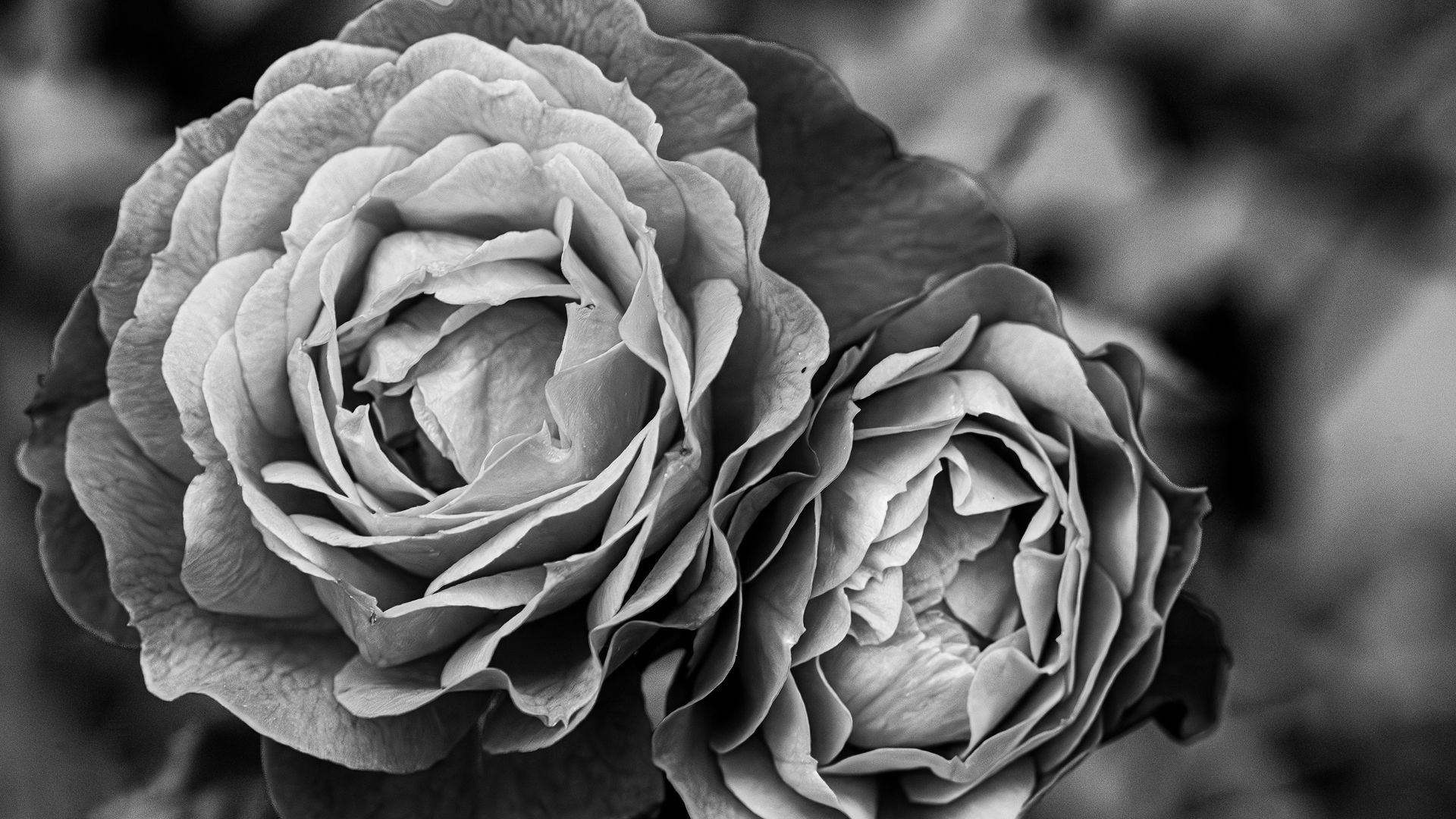 Download wallpaper 1920x1080 peony, flower, black and white full hd, hdtv, fhd, 1080p hd background