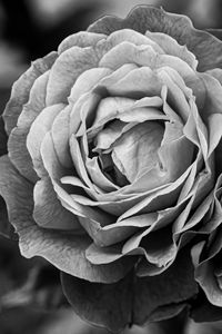 Preview wallpaper peony, flower, black and white
