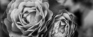 Preview wallpaper peony, flower, black and white