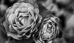 Preview wallpaper peony, flower, black and white