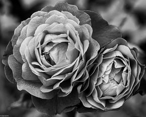 Preview wallpaper peony, flower, black and white