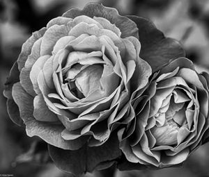 Preview wallpaper peony, flower, black and white