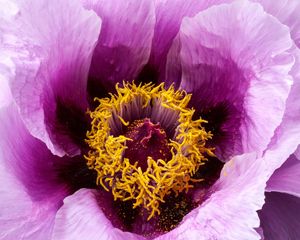 Preview wallpaper peony, flower, bud, petals