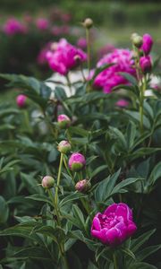 Preview wallpaper peony, flower, buds, pink, plant