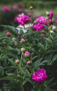 Preview wallpaper peony, flower, buds, pink, plant