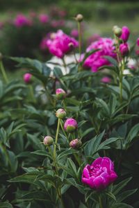 Preview wallpaper peony, flower, buds, pink, plant