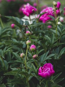 Preview wallpaper peony, flower, buds, pink, plant