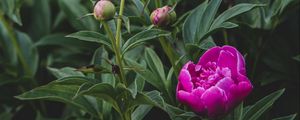 Preview wallpaper peony, flower, buds, pink, plant