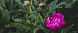 Preview wallpaper peony, flower, buds, pink, plant