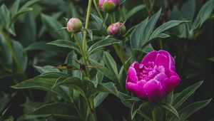 Preview wallpaper peony, flower, buds, pink, plant