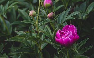 Preview wallpaper peony, flower, buds, pink, plant