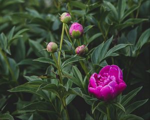 Preview wallpaper peony, flower, buds, pink, plant