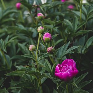 Preview wallpaper peony, flower, buds, pink, plant