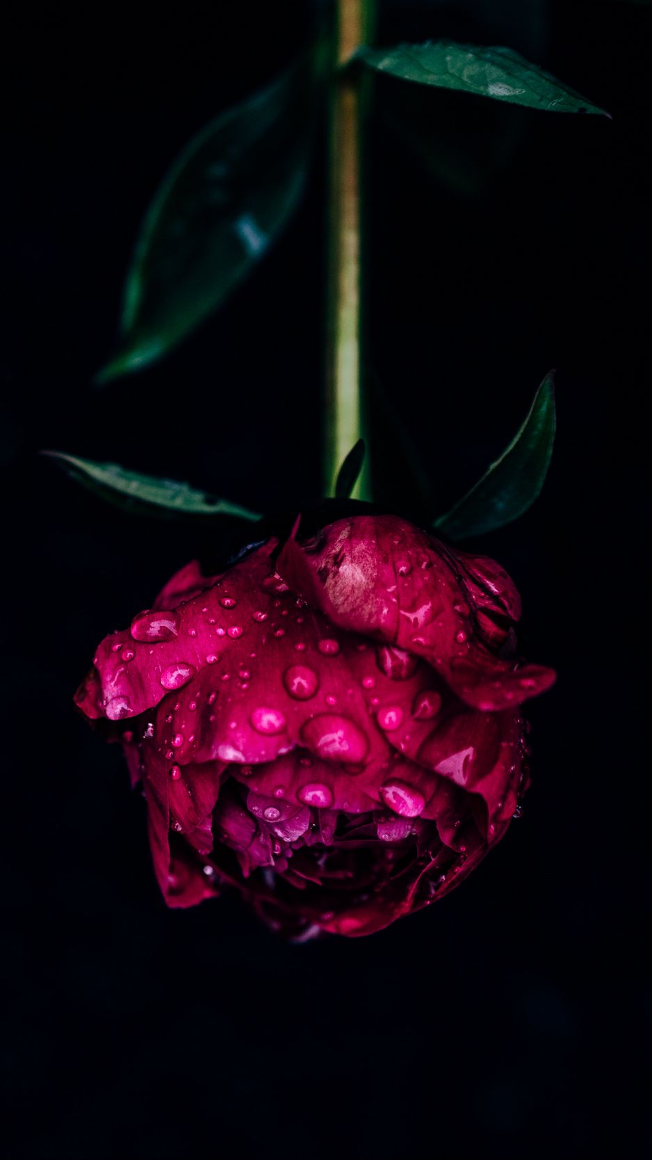 Download Enjoy the stunning bloom of pink peony flowers with the vibrant  colors of your iPhone Wallpaper  Wallpaperscom