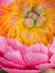 Preview wallpaper peony, flower, petals, stamens