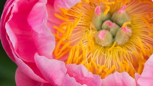 Preview wallpaper peony, flower, petals, stamens