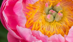 Preview wallpaper peony, flower, petals, stamens