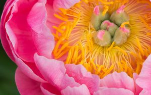 Preview wallpaper peony, flower, petals, stamens