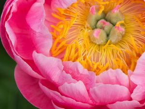 Preview wallpaper peony, flower, petals, stamens