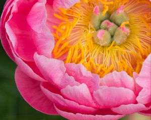 Preview wallpaper peony, flower, petals, stamens