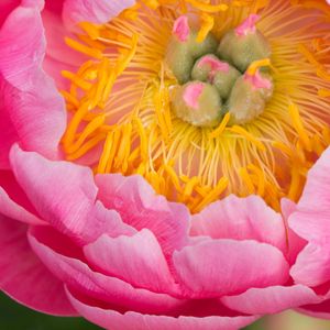 Preview wallpaper peony, flower, petals, stamens