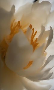 Preview wallpaper peony, flower, petals, white, macro