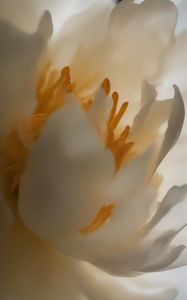 Preview wallpaper peony, flower, petals, white, macro