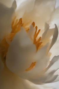 Preview wallpaper peony, flower, petals, white, macro