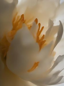 Preview wallpaper peony, flower, petals, white, macro