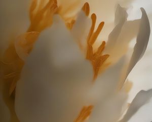 Preview wallpaper peony, flower, petals, white, macro