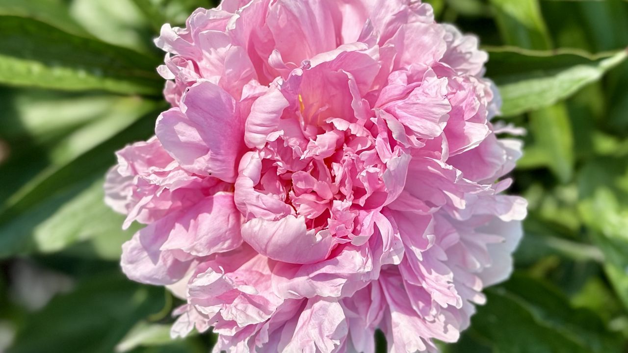 Wallpaper peony, flower, petals, pink