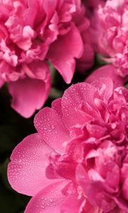 Preview wallpaper peony, flower, petals, drops, macro