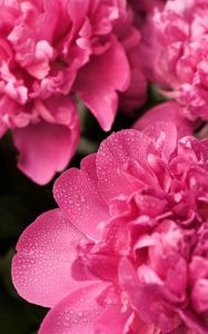 Preview wallpaper peony, flower, petals, drops, macro