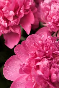 Preview wallpaper peony, flower, petals, drops, macro