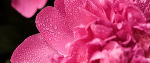 Preview wallpaper peony, flower, petals, drops, macro