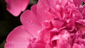 Preview wallpaper peony, flower, petals, drops, macro