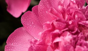 Preview wallpaper peony, flower, petals, drops, macro